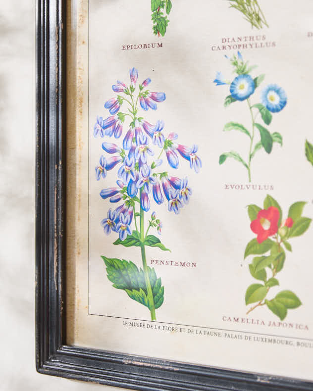 Framed Botanical Flower Print - Image 4