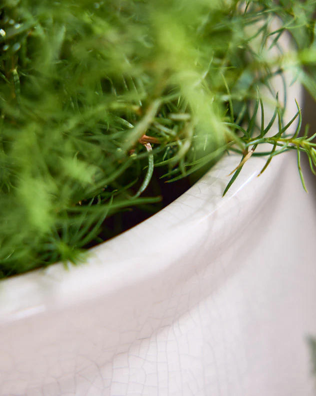 Varen Large Fern Plant Pot - Image 4